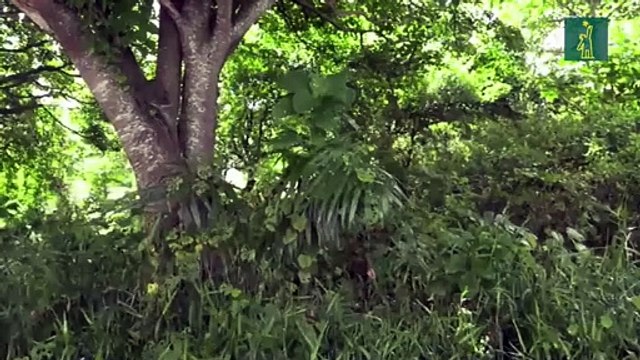 Así conmemoran varias entidades el Día Internacional de la Conservación de Manglares