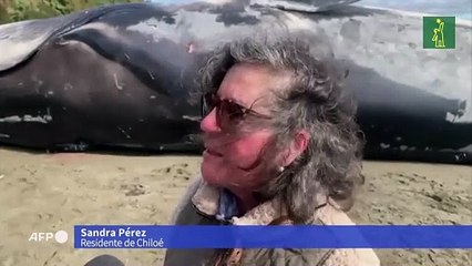 Inmensa ballena azul varada en una playa del sur de Chile