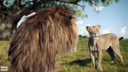 YOUNGEST LION in the savannah led ALL SPECIES of animals to FACE the MOST POWERFUL LION