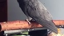 African grey mimics the okay google noise