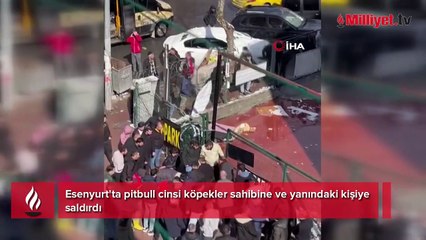 İstanbul'da Pitbull dehşeti! Sahibini ve arkadaşını hastanelik etti