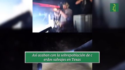 Así acaban con la sobrepoblación de cerdos salvajes en Texas
