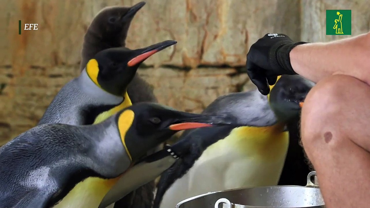 Por primera vez en cinco décadas nacen en Viena dos pingüinos rey en menos de dos semanas