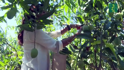 Aguacates y mangos llegan a Sicilia por el calentamiento climático