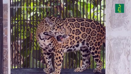 Una nueva vida para jaguar víctima del maltrato en Colombia