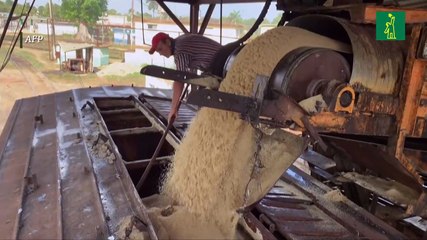 El precio del azúcar alcanza su nivel más alto en 13 años por impacto de El Niño