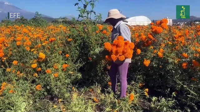 Cosecha de la flor de cempasúchil está lista para vestir los altares mexicanos del Día de Muertos