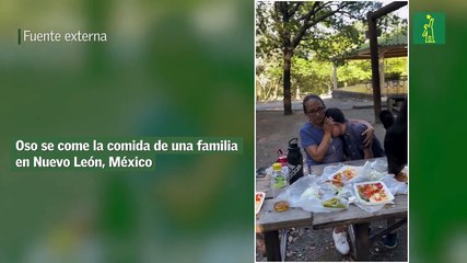 Oso se come la comida de una familia en Nuevo León, México