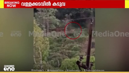 ഇടുക്കി വള്ളക്കടവിൽ ജനവാസ മേഖലയിൽ കടുവ