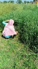 Lamba lamba ghunghat