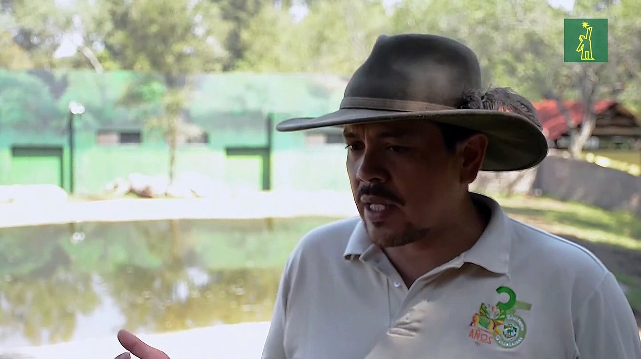 Dos rinocerontes indios encuentran hogar en un zoológico de Guadalajara