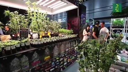 El sector del cannabis crece sin control en Tailandia a la espera de su regularización