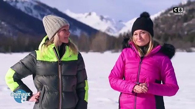 C8 disparaitra prochainement suite à la décision du Conseil d'État, qui a validé la fermeture de la chaîne par l'Arcom. Après près de 20 ans de présentation de l'émission Animaux de la 8 , Élodie Ageron et Sandrine Arcizet - non sans émotion ont fait ain