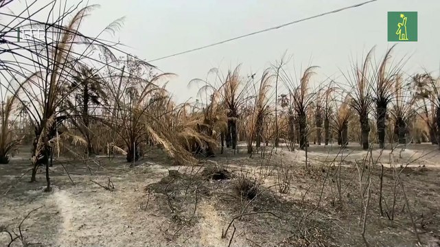 Llamas dan paso a una tumba a cielo abierto en el Pantanal