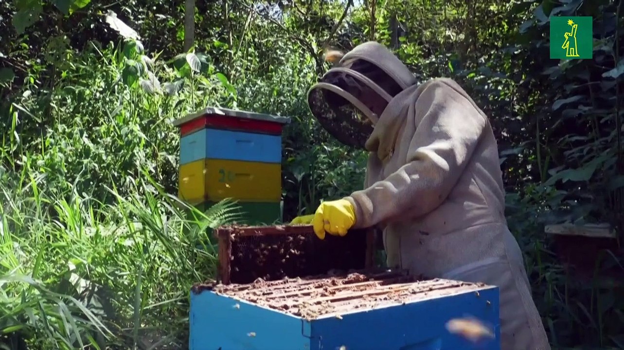 Colombia transforma madera de la tala ilegal en hogar para las abejas