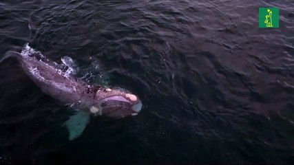 Una multitudinaria "cena" de ballenas en Argentina cautiva a los científicos