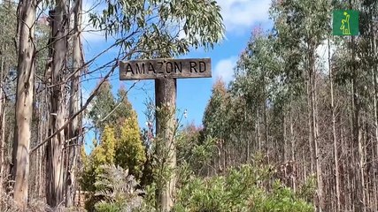 Tasmania, en el sutil equilibrio entre la conservación y la tala forestal sostenible