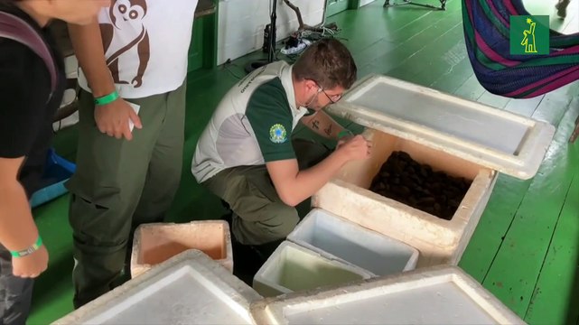 La sequía histórica dificulta rescate de huevos de tortugas amazónicas amenazados