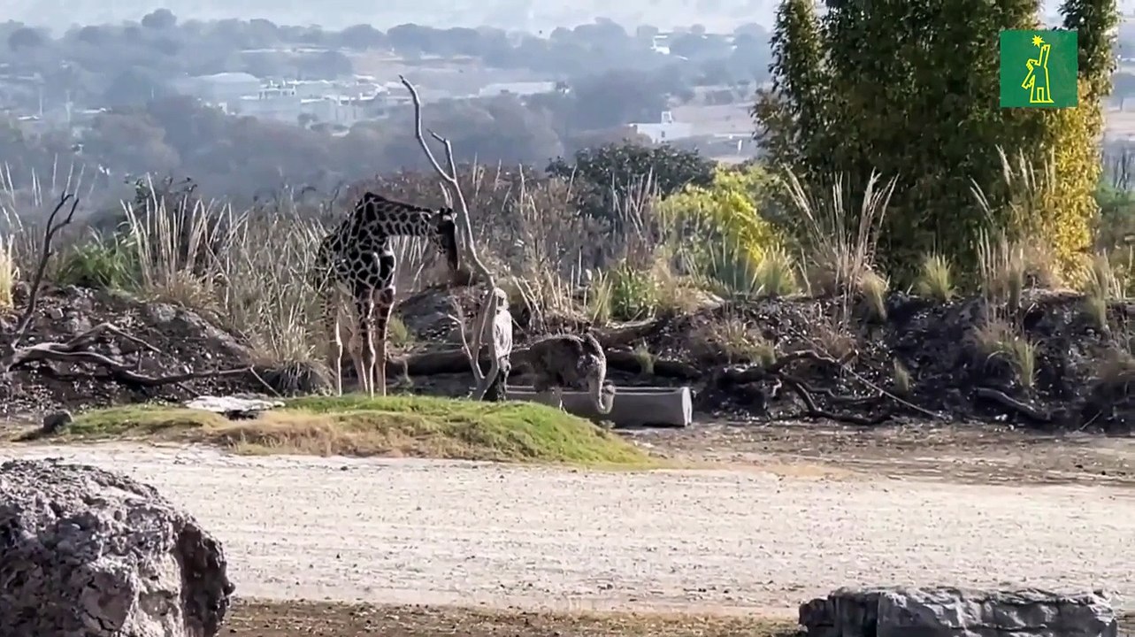 La jirafa Benito se adapta a su nuevo hogar tras haber vivido casi un año de maltrato