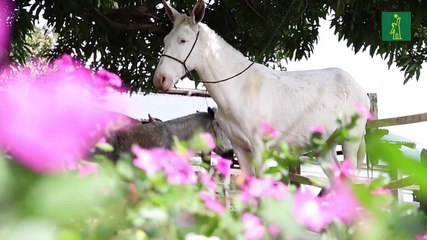 De la labranza a la aventura: el renacer de los mulos en la República Dominicana