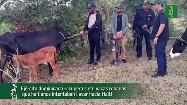 Ejército Dominicano Recupera Siete Vacas Robadas Que Haitianos Intentaban Llevar Hacia Haití