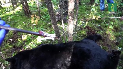 El actor Stephen Fry pide que la Guardia Real británica deje los sombreros de piel de oso