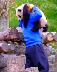 🌍🐼 Discover the Wonderful World of Pandas! Join us in this captivating vi