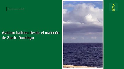 Avistan ballena desde el malecón de Santo Domingo