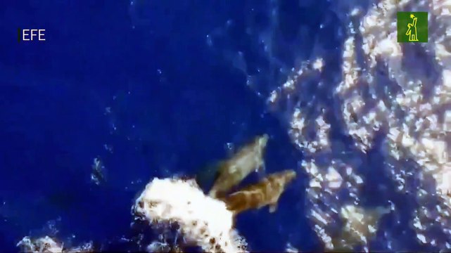 Los océanos son los ecosistemas más amenazados, afirma Yolanda Kakabadse