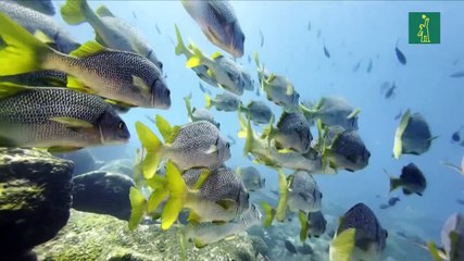 Greenpeace pide crear reserva marina mundial en altamar junto a Galápagos
