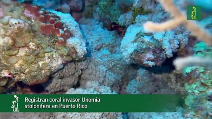Registran Coral Invasor Unomia Stolonifera En Puerto Rico