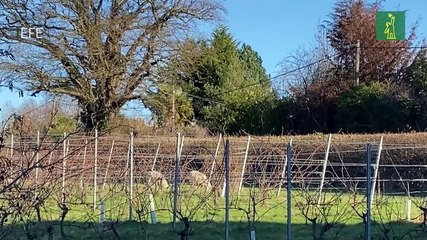 El cambio climático expande el negocio del vino en el R. Unido, y lo pone en peligro