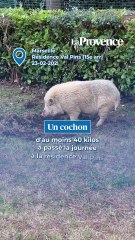 À Marseille, un cochon d'au moins 40 kilos a été retrouvé à la résidence Val Pins