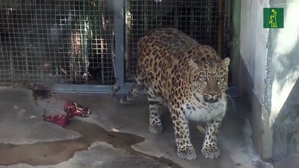 Un zoo de China pondrá a dieta a un leopardo obeso que causa furor entre los visitantes