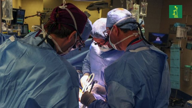 Primer trasplante de un riñón de cerdo a un paciente vivo