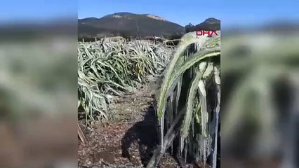 Tropikal meyveler soğuğa dayanamadı!