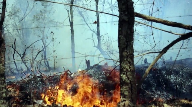Incendios forestales arrasan más de 3.000 hectáreas en México