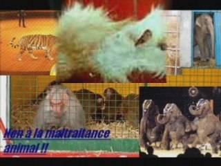 NON à la maltraitance des animaux