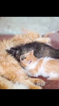 Kittens playing on the grass with animals: Dogs, rabbits, cows, mice - Cats meowing