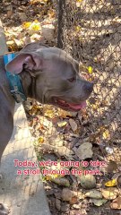 "Cynophobia" to pitbull is not easy to overcome it, but I finally made it!