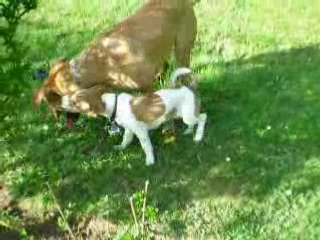 Combat amical Jack VS Corso Canario