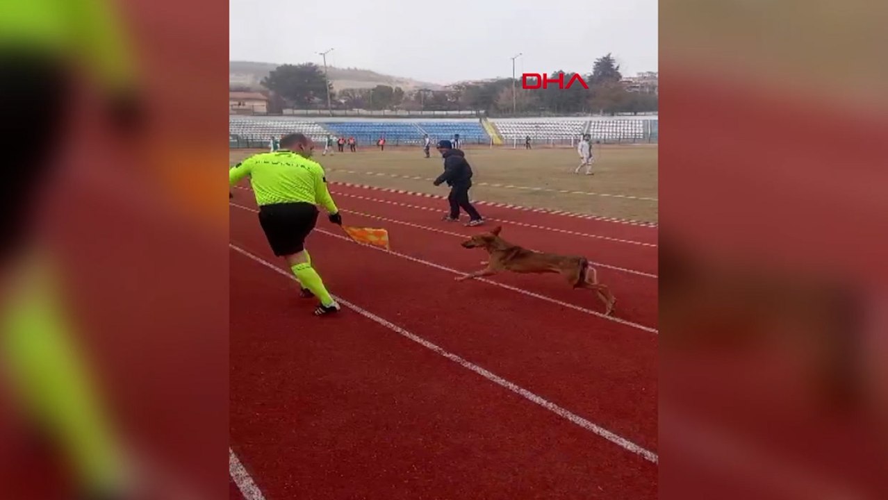 Sahaya giren köpeği yan hakem çıkardı; o anlar kamerada