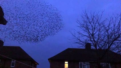 Hull resident films starling murmuration