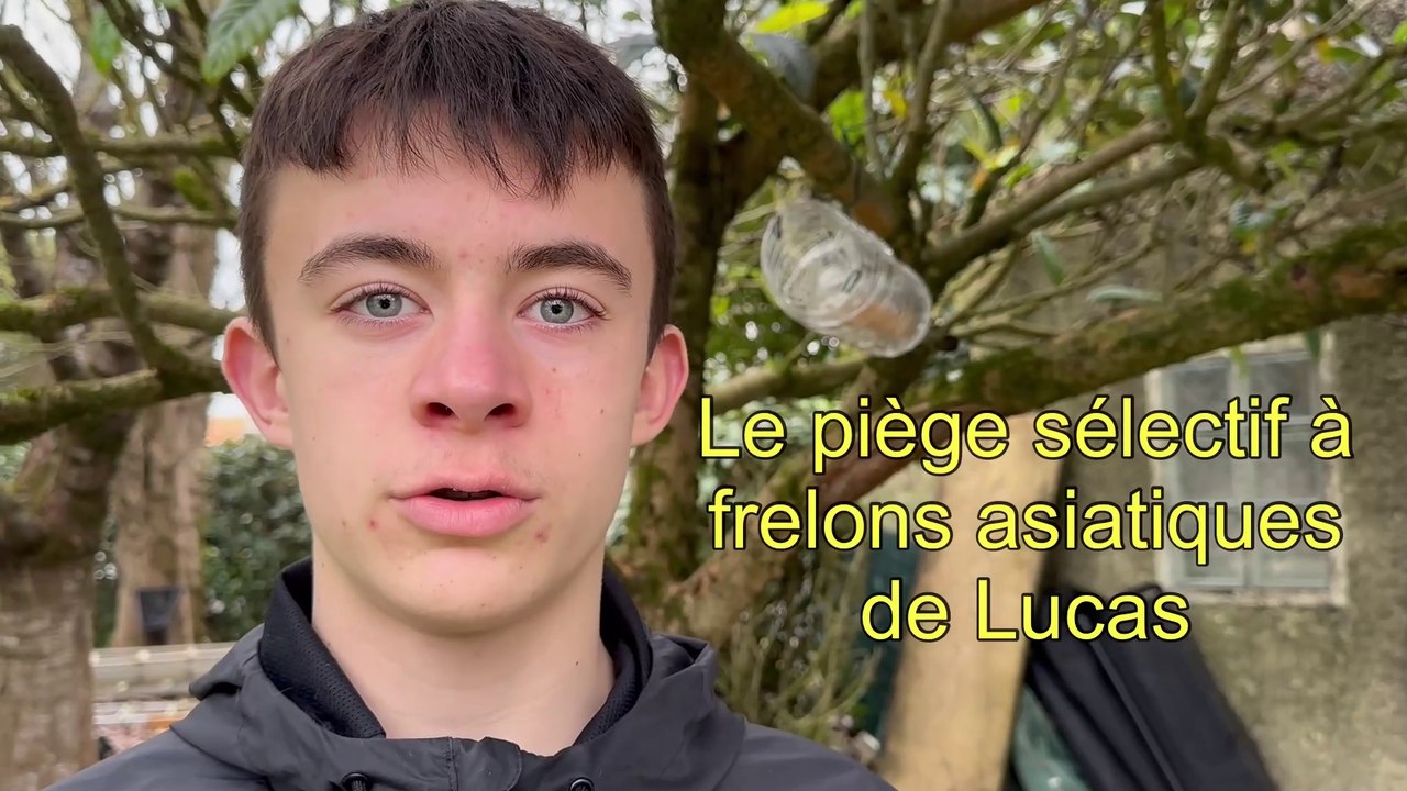 Le piège sélectif à frelons asiatiques de Lucas