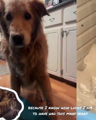 🐾 Welcome to the ultimate showcase of furry cuteness! In this video, we di