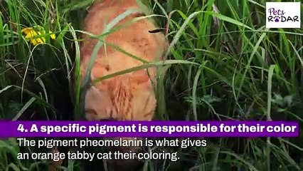 Interesting Facts About Orange Tabby Cats