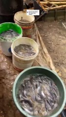 Dengan ide kreatif sederhana, harga ikan lele bisa naik