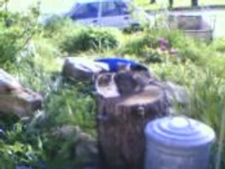 Les animaux de chez moi =)