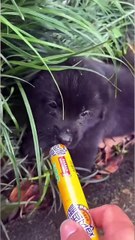 Funny Moments of Cat & Dog Bosses - Episode 48 |  Meow & Woof Universe