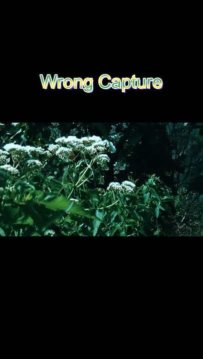 Natural wrong capture 3 #nature #photography #capture #beautiful #shorts #viralshorts #flowers